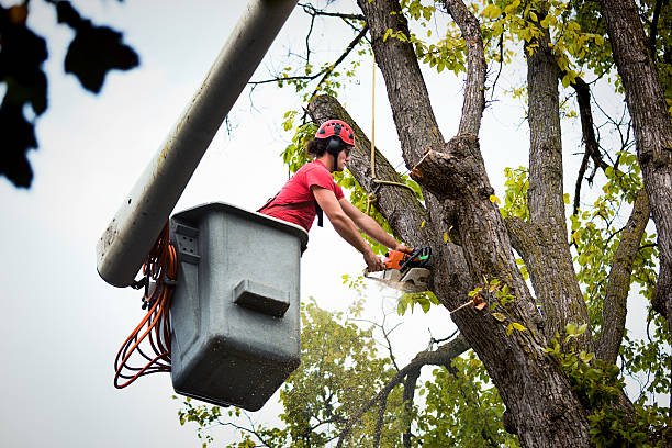 Trusted Pinewood, FL Tree Care Services Experts